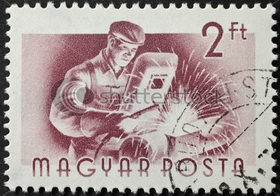 senior polytype